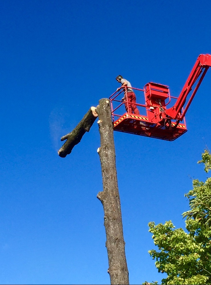 Démontage d'un arbre