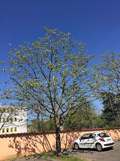 Élagage d'un arbre